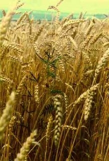 [ripewheat[1].JPG]